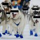 Illustration for article titled No One Knows Who Doped These Sled Dogs
